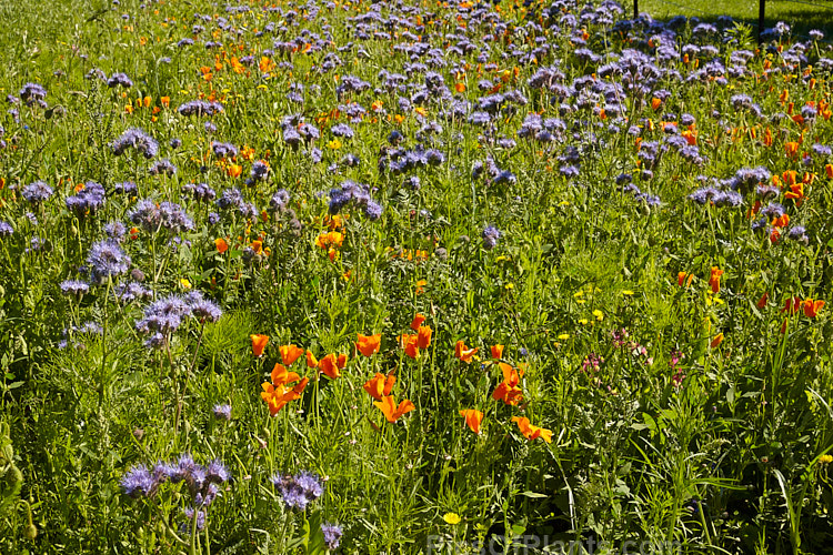 Two long-flowering plants: <i>Phacelia tanecetifolia</i> and <i>Eschscholzia californica</i>