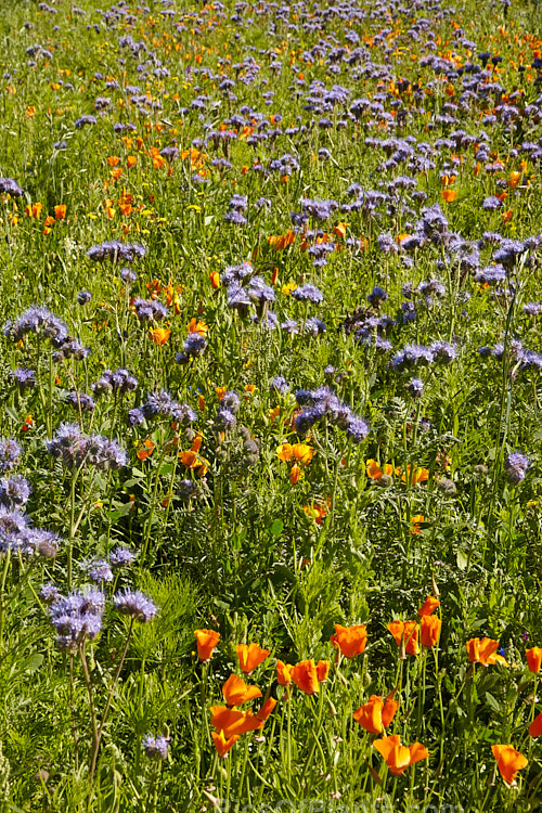 Two long-flowering plants: <i>Phacelia tanecetifolia</i> and <i>Eschscholzia californica</i>