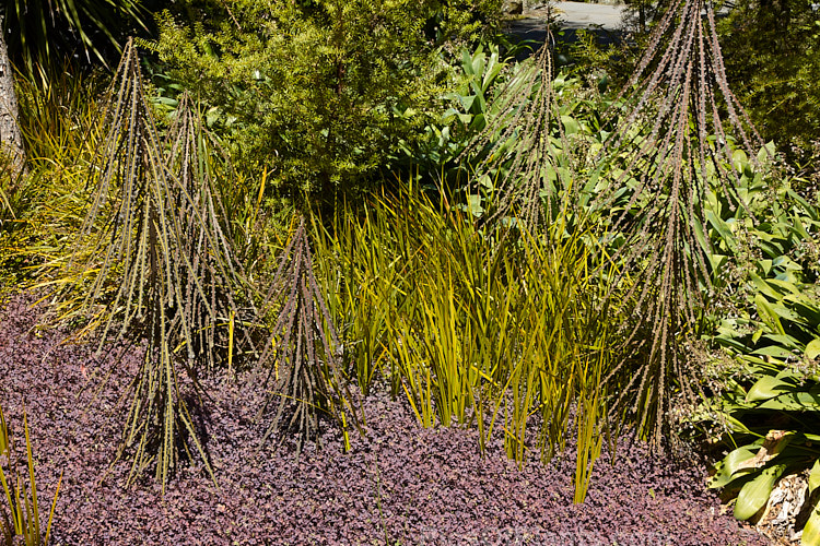 A group of three very distinctive New Zealand native plants: The upright stems and saw-toothed leaves of the juvenile form of <i>Pseudopanax ferox</i> emerge for a carpet of <i>Acaena inermis</i> 'Purpurea' with the green-gold leaves of Libertia grandiflora in the background.