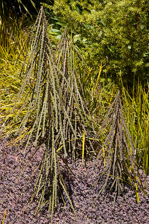 A group of three very distinctive New Zealand native plants: The upright stems and saw-toothed leaves of the juvenile form of <i>Pseudopanax ferox</i> emerge for a carpet of <i>Acaena inermis</i> 'Purpurea' with the green-gold leaves of Libertia grandiflora in the background.