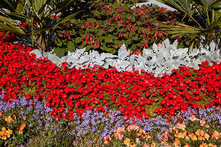 A colourful display of late summer bedding plants.