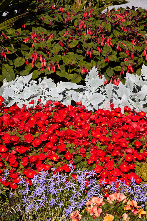 A colourful display of late summer bedding plants.