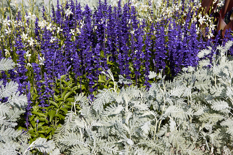 Blue-flowered sage (<i>Salvia nemorosa</i>) and silver-leafed pyrethrum.