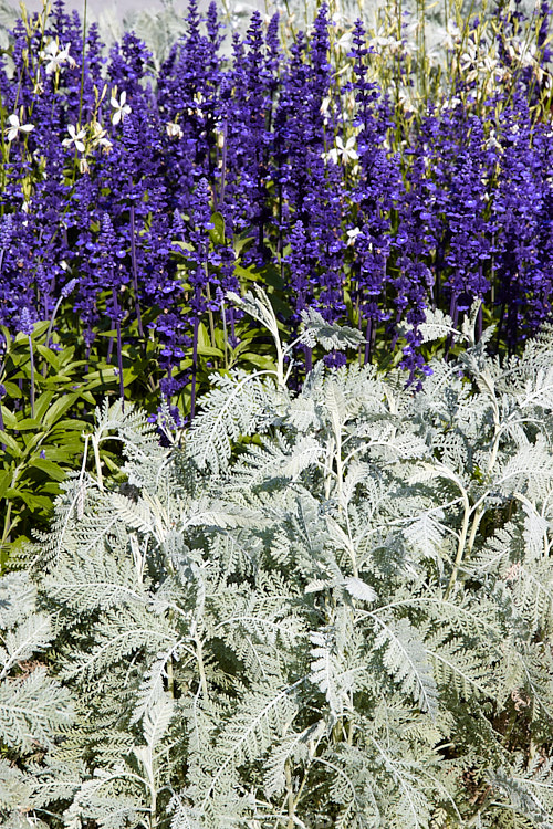 Blue-flowered sage (<i>Salvia nemorosa</i>) and silver-leafed pyrethrum.