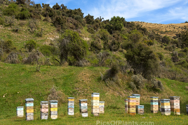 Beehives on a farm in North Canterbury, New Zealand. The hives are moved onto the farm by a local apiarist to take advantage of the flowering of certain pasture plants, such as clover, and the bloom of plants like manuka (<i>Leptospermum scoparium</i>) in patches of bushland on the farm.