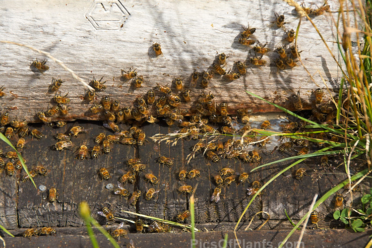 Bees returning to and departing from their hive on a warm summer's day on a farm in North Canterbury, New Zealand. In suitable conditions bees can make many trips each day.