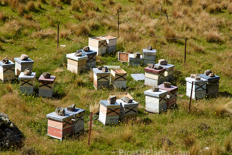 Beehives on a high country farm in Mid-Canterbury, New Zealand. The hives are moved onto the farm by a local apiarist to take advantage of the flowering of certain pasture plants, such as clover, and the bloom of plants like manuka (<i>Leptospermum scoparium</i>) in patches of bushland on the farm. Note how the lids of the hives have been weighted down with large rocks, an indication of the potential force of the wind in this area. Even so, some of the lids have been blown off.