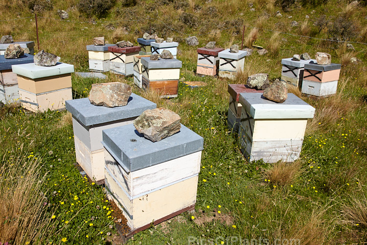 Beehives on a high country farm in Mid-Canterbury, New Zealand. The hives are moved onto the farm by a local apiarist to take advantage of the flowering of certain pasture plants, such as clover, and the bloom of plants like manuka (<i>Leptospermum scoparium</i>) in patches of bushland on the farm. Note how the lids of the hives have been weighted down with large rocks, an indication of the potential force of the wind in this area. Even so, some of the lids have been blown off.