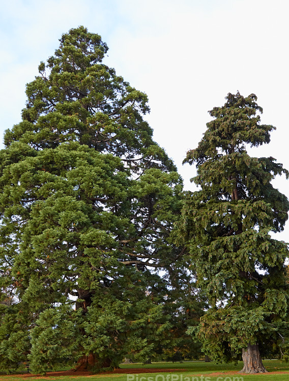 Two very tall western North American conifers: Giant Redwood (<i>Sequoiadendron giganteum</i>) and Nootka Cypress, Alaskan Cypress or Yellow Cypress (<i>Xanthocyparis nootkatensis</i> [syn. <i>Chamaecyparis nootkatensis</i>]).