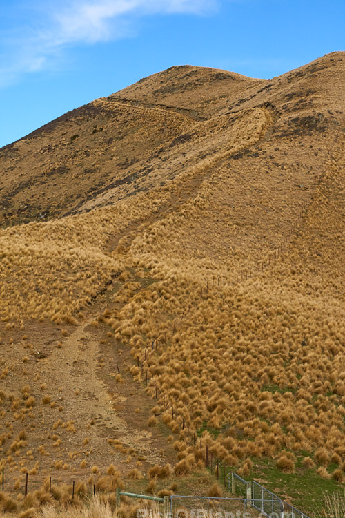 The New Zealand high country in the drier eastern is characterised by an abundance of tussock grasses and sedges.