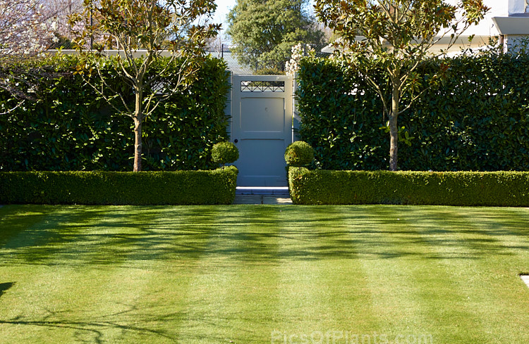 A well-manicured lawn with box (<i>Buxus</i>) and (<i>Prunus lusitanica</i>) hedging.