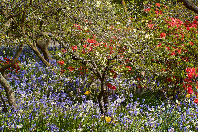 A woodland garden with blue- and white-flowered bluebells (<i>Hyacinthoides</i>) among deciduous azaleas.