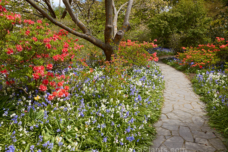 A woodland garden with blue- and white-flowered bluebells (<i>Hyacinthoides</i>) among deciduous azaleas.