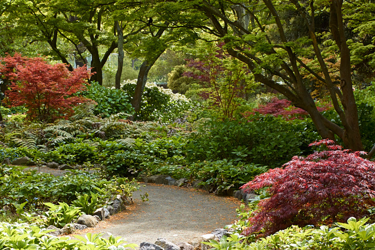 A woodland garden planted with Japanese maple (<i>Acer palmatum</i>) cultivars and underplanted with hydrangeas, herbaceous perennials and ferns.