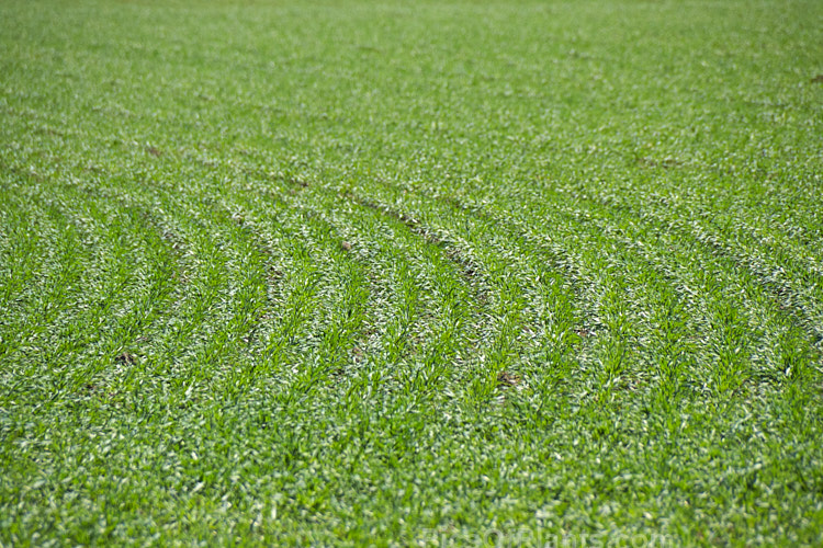 Patterns of sowing shown in freshly emerged spring pasture that had been sown in autumn.