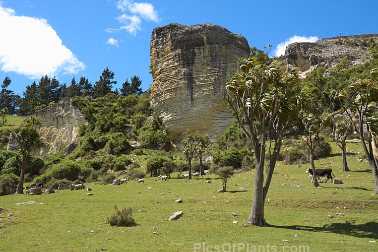 Stratified limestone cliffs and outcrops inland from Timaru, South Canterbury.