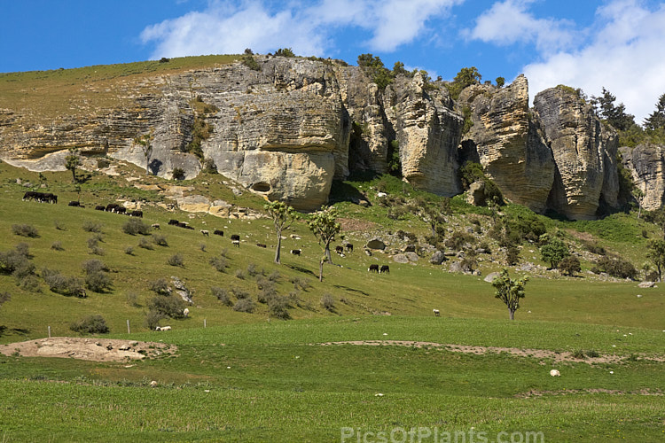 Stratified limestone cliffs and outcrops inland from Timaru, South Canterbury.