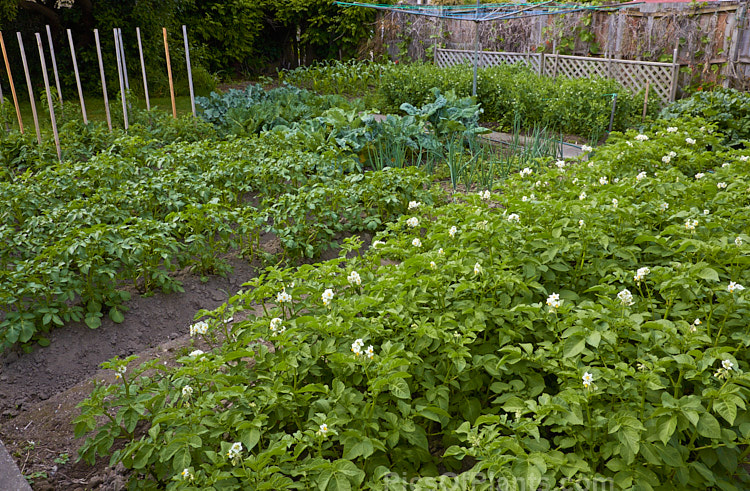 A densely planted home vegetable garden.