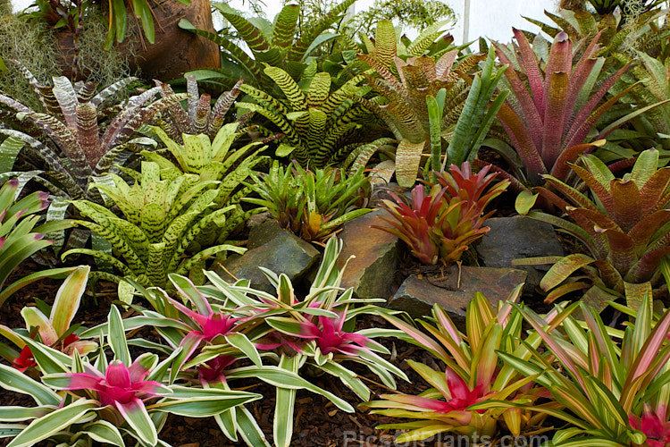 A display of various bromeliads species and cultivars.