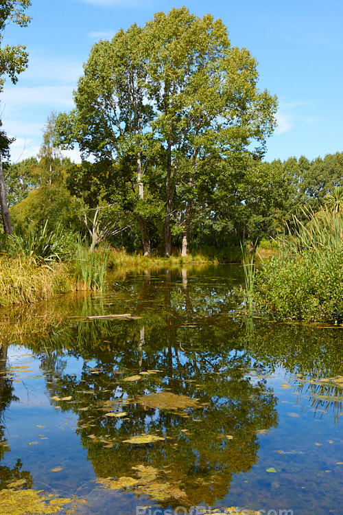 Poplar trees reflected in a pond.