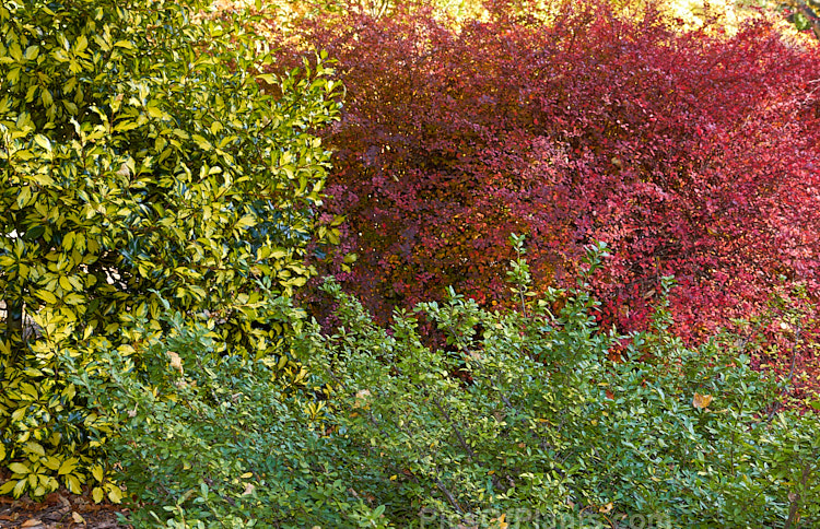 <i>Berberis</i>, <i>Elaeagnus</i> and <i>Ilex</i> displaying contrasts in foliage form and colour.