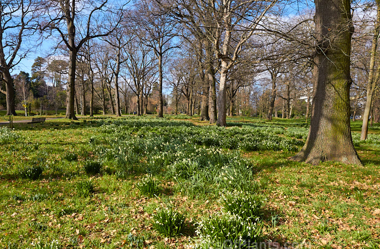 An oak woodland in late winter with freshly emergent spring-flowering bulbs.