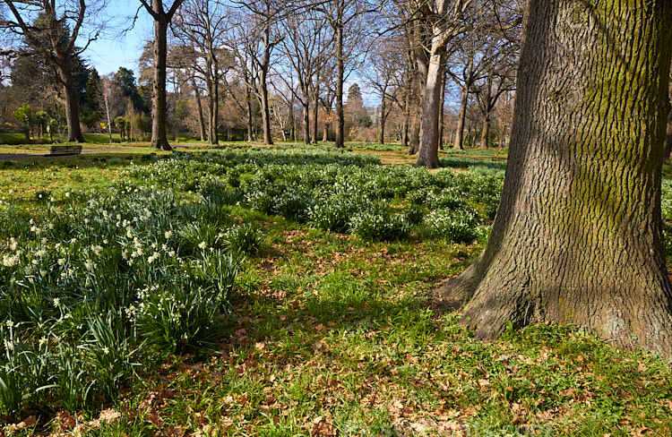 An oak woodland in late winter with freshly emergent spring-flowering bulbs.