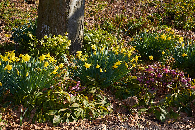 Daffodils and hellebores blooming in spring.