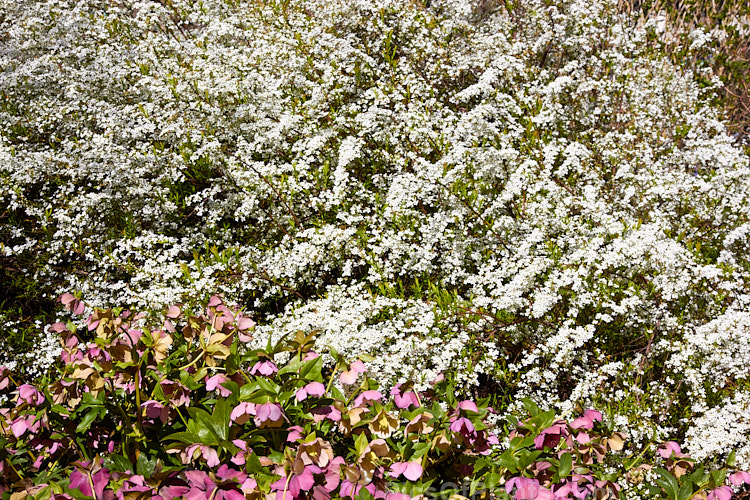 Hellebores and garland spirea blooming in spring.