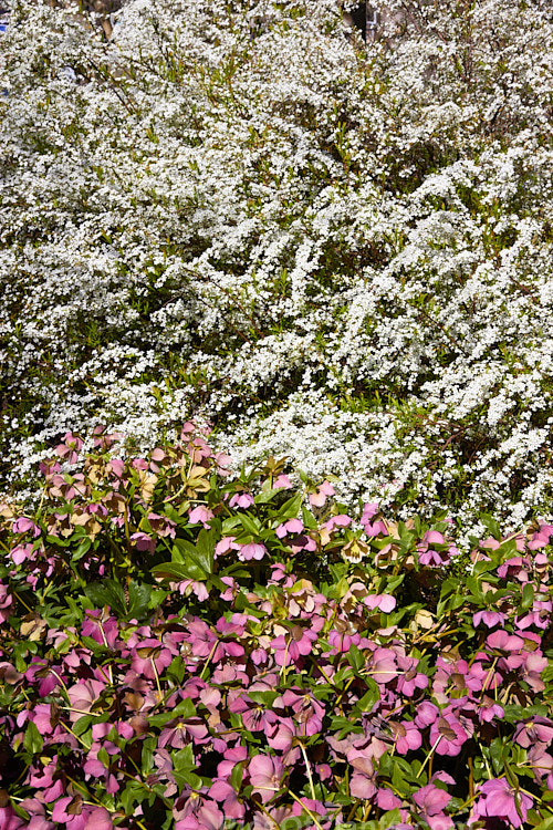 Hellebores and garland spirea blooming in spring.