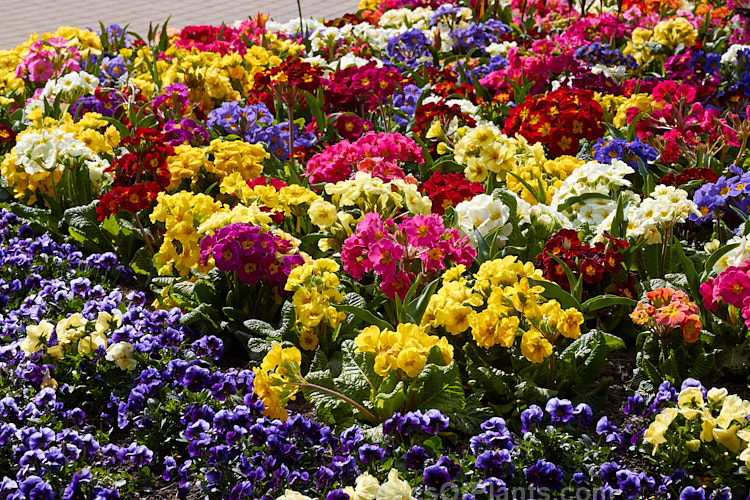 A colourful late winter into spring flower display of polyanthus and viola.