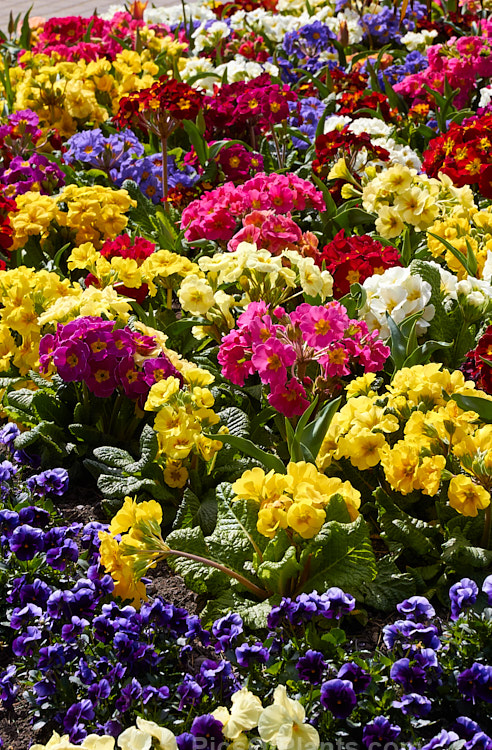 A colourful late winter into spring flower display of polyanthus and viola.