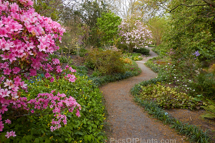 A woodland garden in spring, with azaleas, magnolias and herbaceous perennials.