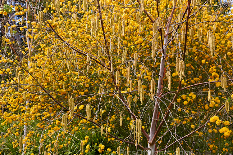 The catkins of Black Birch, Red Birch or River Birch (<i>Betula nigra</i>) and the flowers of <i>Kerria japonica</i>.