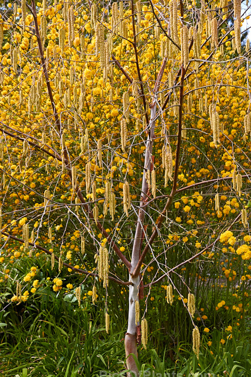 The catkins of Black Birch, Red Birch or River Birch (<i>Betula nigra</i>) and the flowers of <i>Kerria japonica</i>.