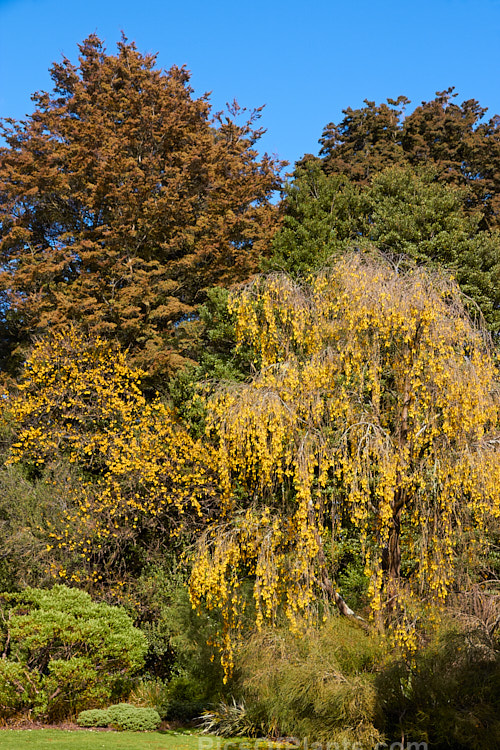 A selection of New Zealand native plants, including Kowhai (<i>Sophora</i>) in flower, various hebes, brooms and other shrubs with a backdrop of southern beeches (<i>Nothofagaceae</i>). The reddish brown trees in the background are Red Beech (<i>Fuscospora fusca</i> [syn. <i>Nothofagus fusca</i>]), made red in spring by the colour of their young foliage and minute flowers.