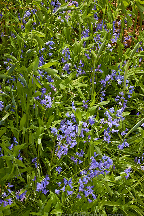 Bluebells (<i>Hyacinthoides</i>) blooming among the young spring foliage of Solomon's Seal (<i>Polygonatum</i>).