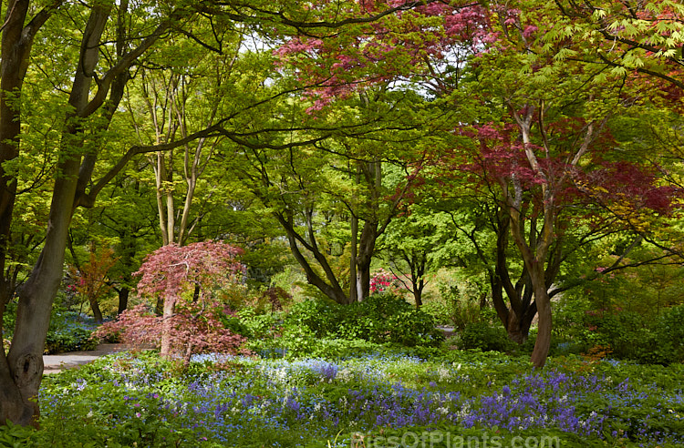 Bluebells blooming in a woodland composed of Japanese maple (<i>Acer palmatum</i>) cultivars with hydrangeas and various perennials.