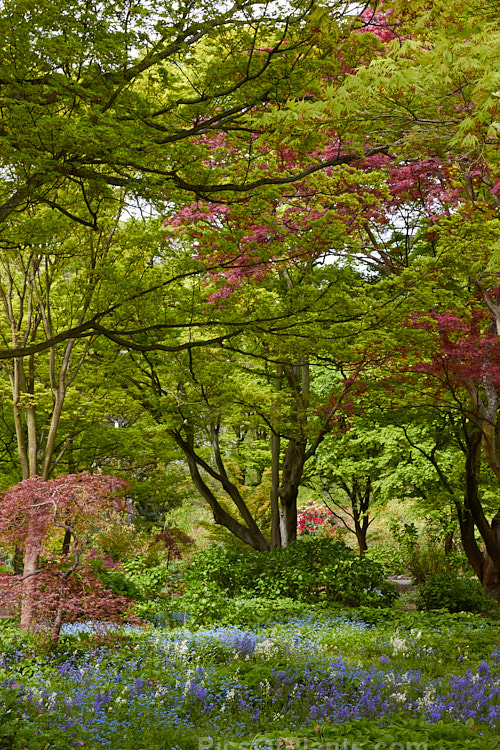 Bluebells blooming in a woodland composed of Japanese maple (<i>Acer palmatum</i>) cultivars with hydrangeas and various perennials.