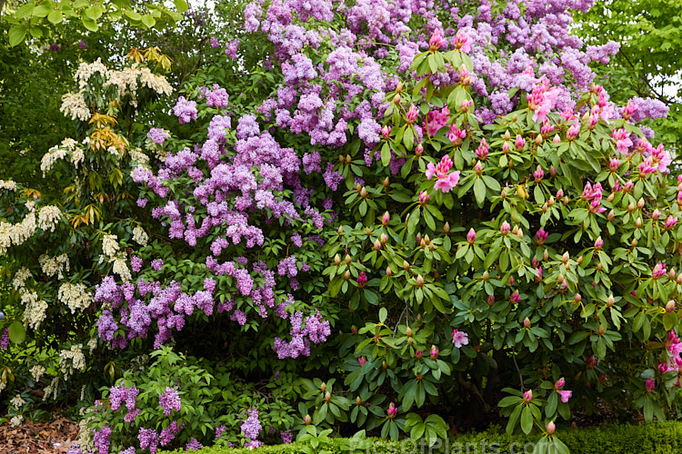 Three spring-flowering shrubs that prefer partial shade, from left: Lily-of-the-valley Shrub (<i>Pieris</i>), Lilac (<i>Syringa</i>) and <i>Rhododendron</i>.