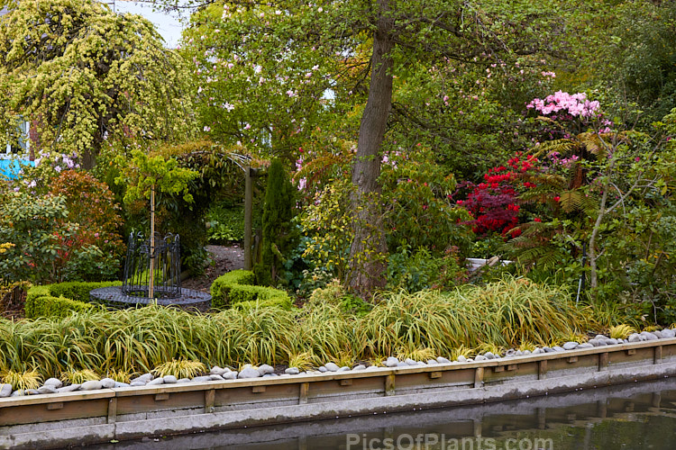 A woodland garden with an abundance of spring flowers.