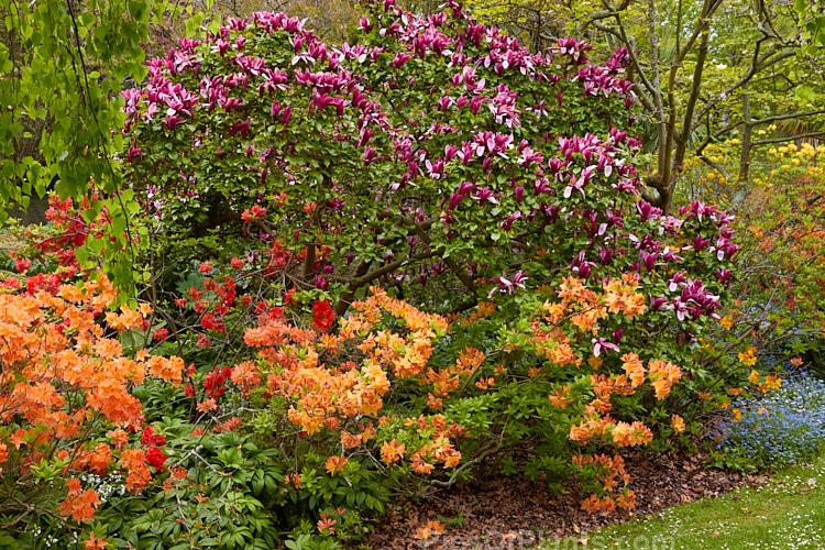 Deciduous azaleas and magnolia blooming in spring.