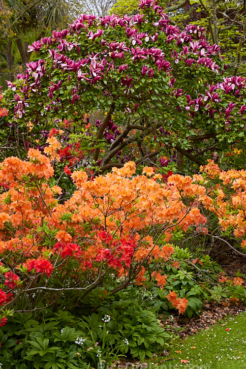 Deciduous azaleas and magnolia blooming in spring.