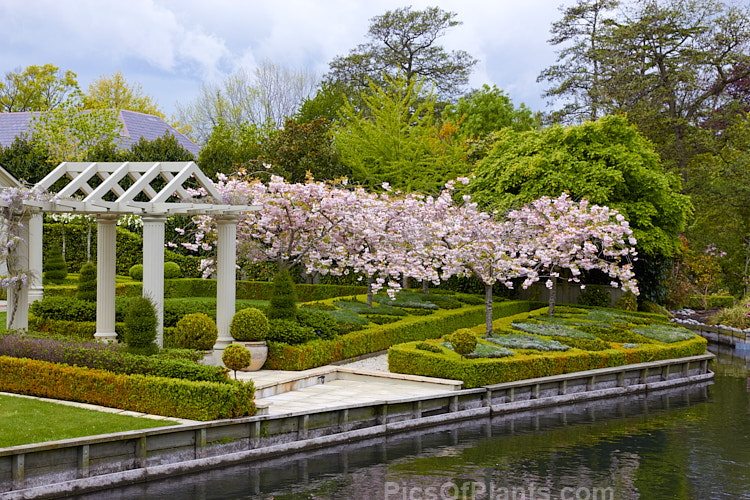 A formal garden with cherries (<i>Prunus</i>), dwarf box (<i>Buxus</i>) hedging enclosing other dwarf shrubs.