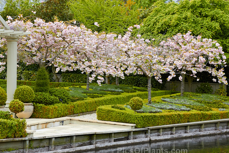 A formal garden with cherries (<i>Prunus</i>), dwarf box (<i>Buxus</i>) hedging enclosing other dwarf shrubs.