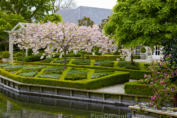 A formal garden with cherries (<i>Prunus</i>), dwarf box (<i>Buxus</i>) hedging enclosing other dwarf shrubs.