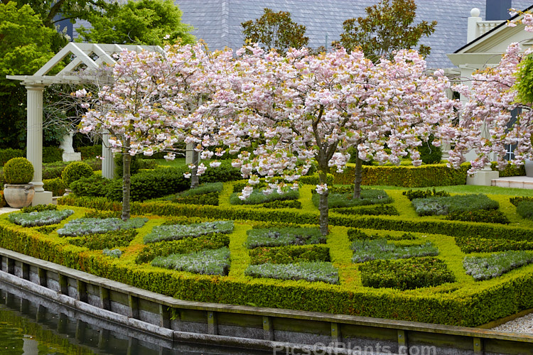 A formal garden with cherries (<i>Prunus</i>), dwarf box (<i>Buxus</i>) hedging enclosing other dwarf shrubs.