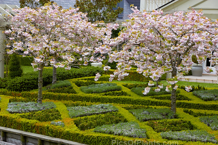 A formal garden with cherries (<i>Prunus</i>), dwarf box (<i>Buxus</i>) hedging enclosing other dwarf shrubs.