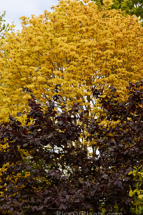 The contrasting foliage colours of 'Princeton Gold' Maple (<i>Acer platanoides</i> 'Princeton Gold') and Purple-leafed Filbert (<i>Corylus maxima</i> 'Purpurea').