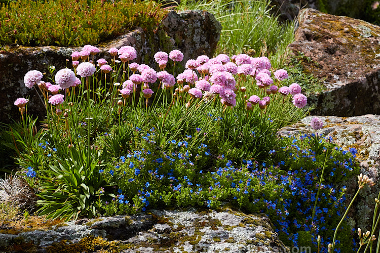 Two spring-flowering perennials: the pink-flowered thrift (<i>Armeria</i>) and the blue-flowered <i>Lithodora</i>.